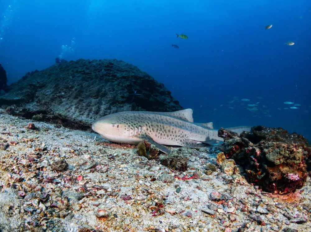 P0CEymk-Da9pU_qe2bwVj4AcJ6nVBpgZ