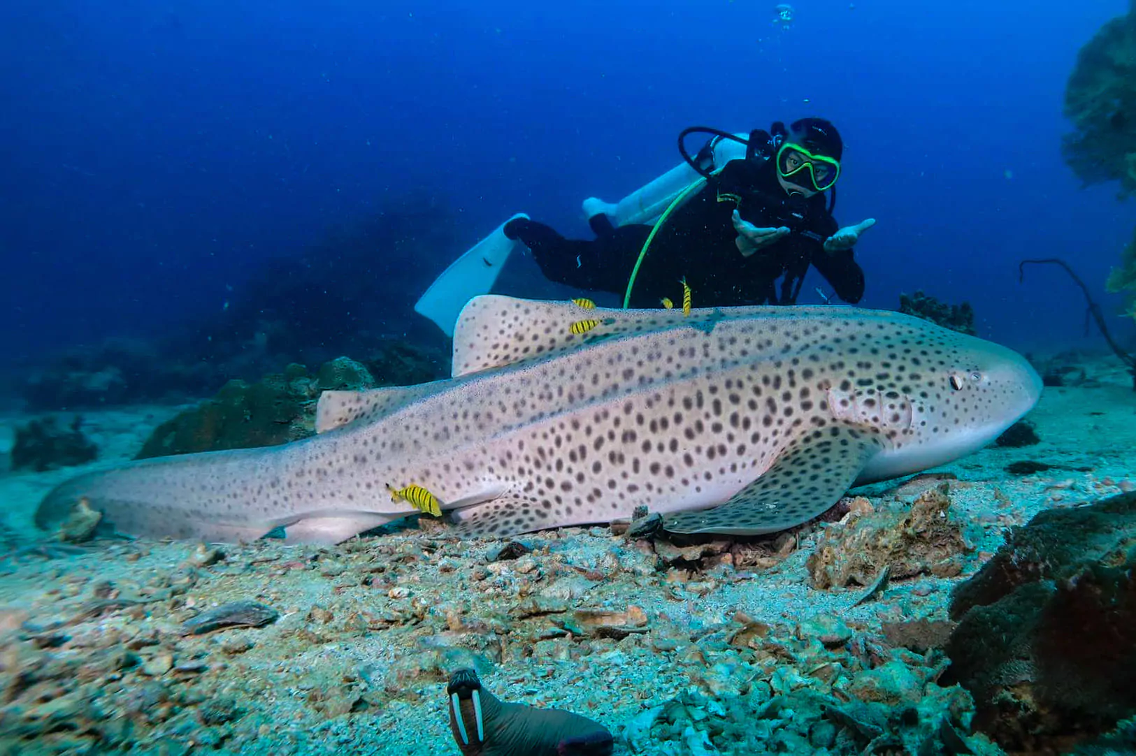 vvrW2dv0W8ODePvp-Zov8WQogMoeZ1Ec