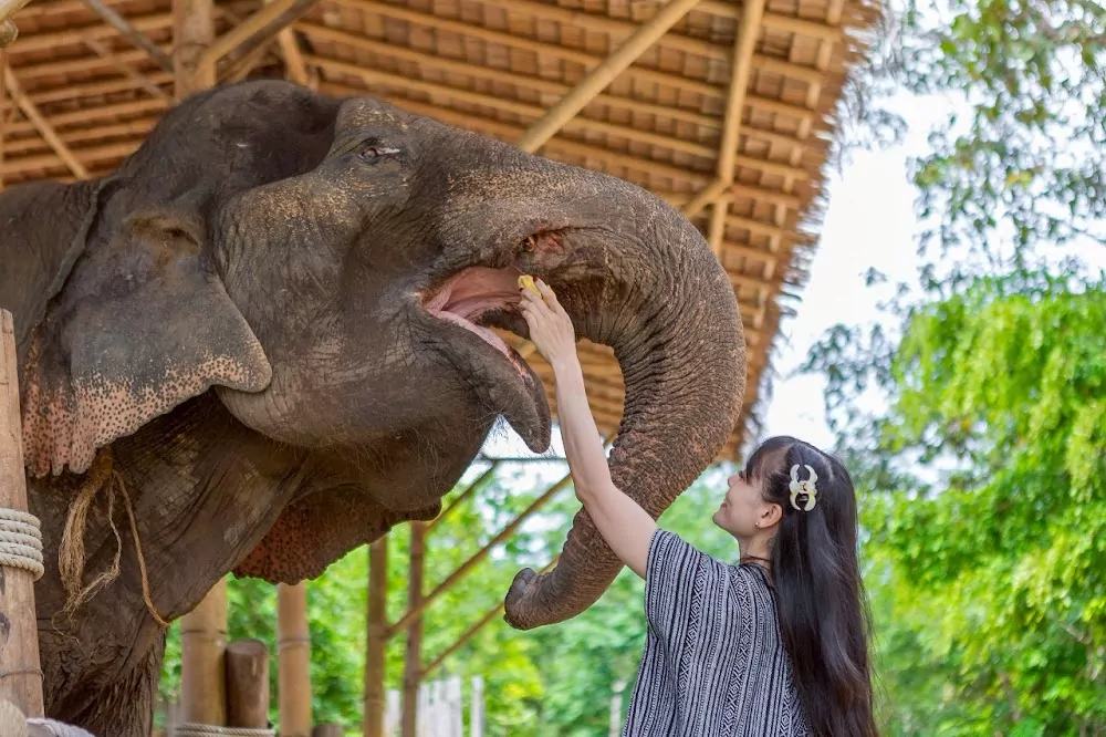 Rassada, Phuket Siray Elephant Care Camp explore