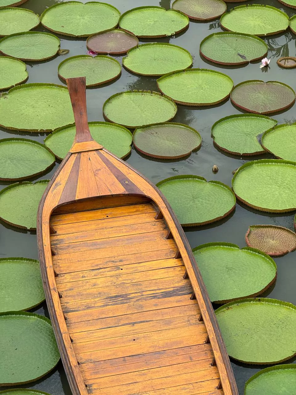 Пхангнга, MANTRA FOREST SPA найти