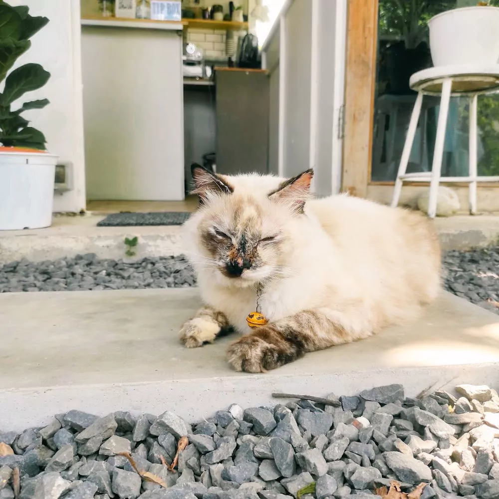 Bang Tao, Double / N Homebrewing.Phuket find