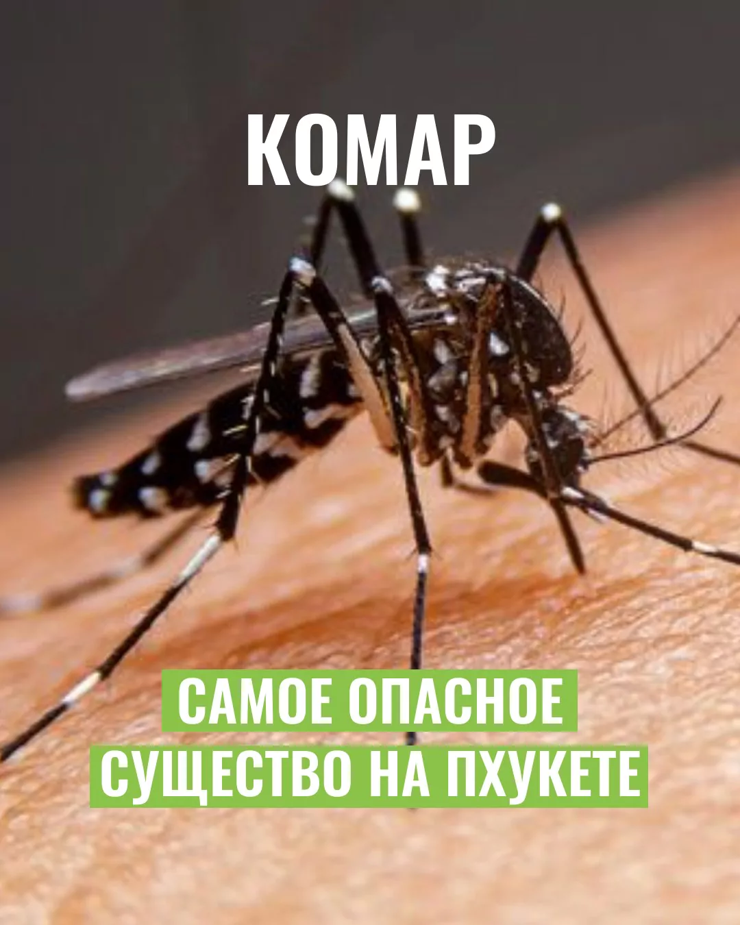 BoWa5ts0dqlJIL3oRvCza3FbAqysAIrG