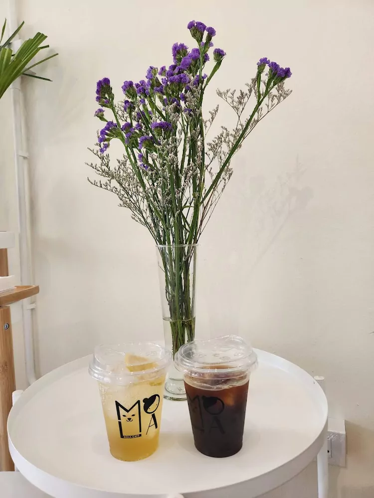 Рассада, MOLACAFF маршрут