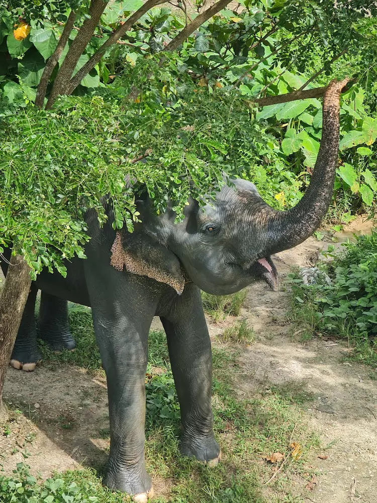 Pa Klok, Phuket Elephant Sanctuary address