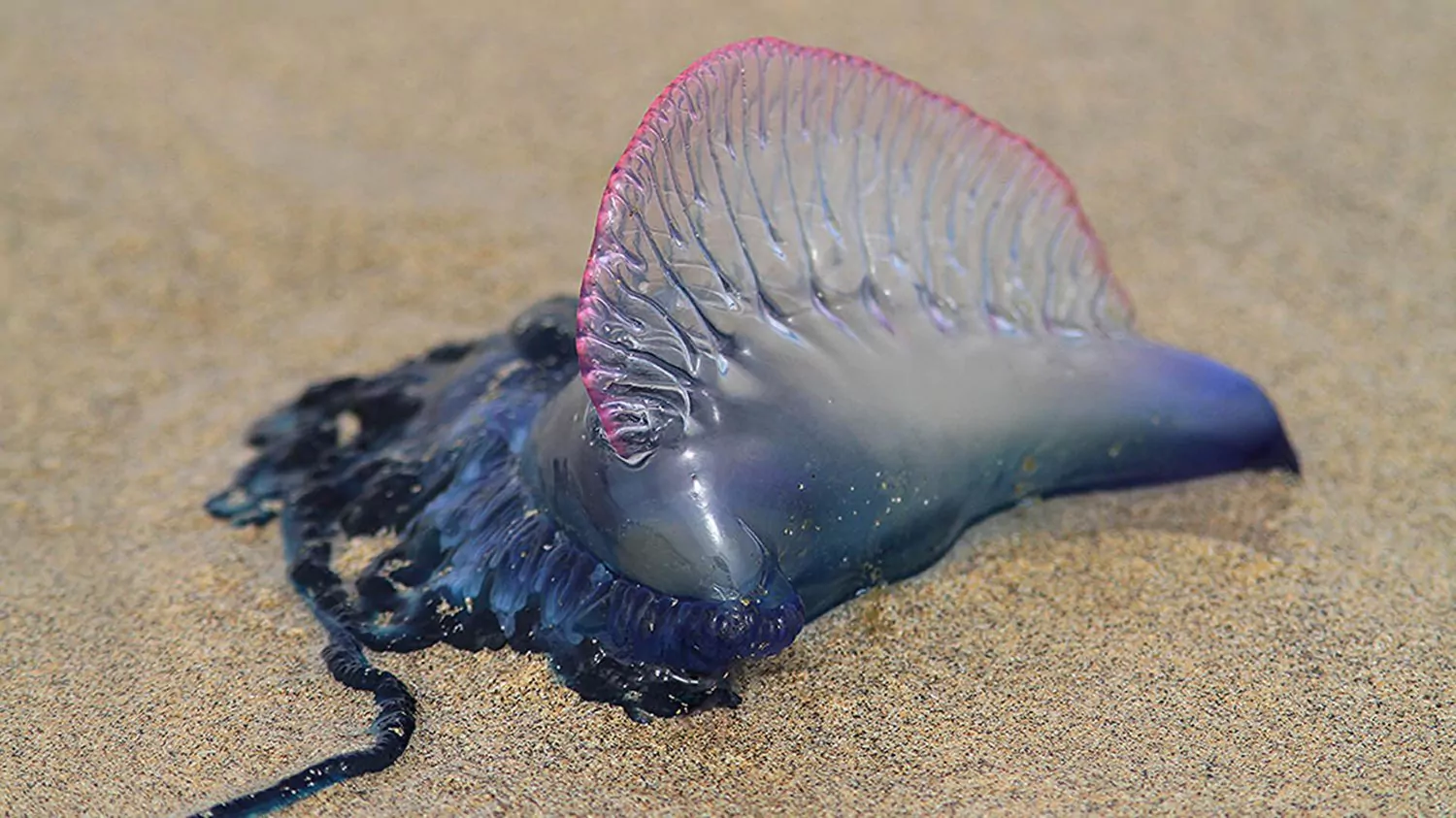 ATO0Ga0ZMvacb9CZyewPX0czTupzR8aY