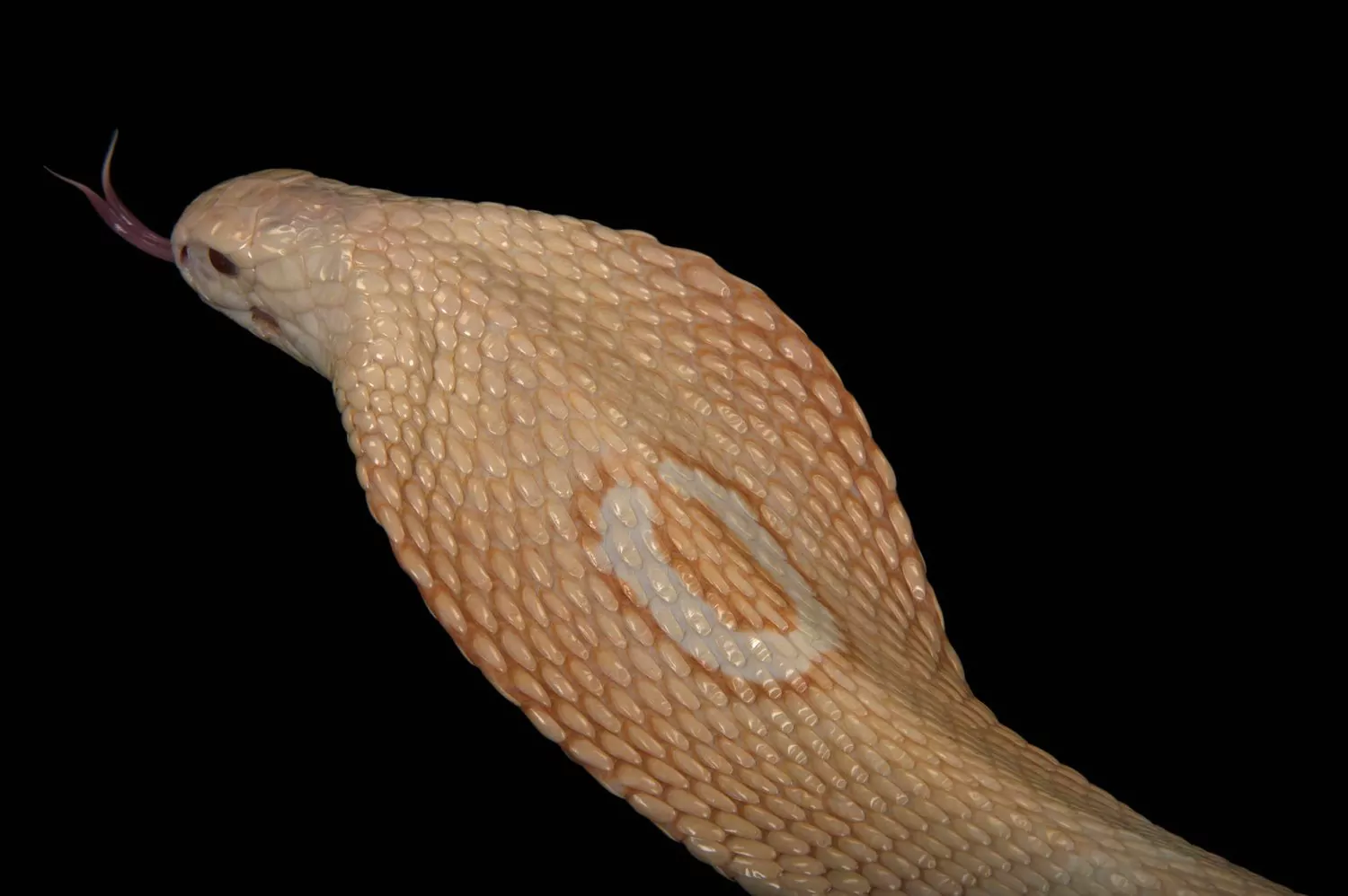 f2rYMUBxiZsjUjieoKBjIft5X0QDskMl