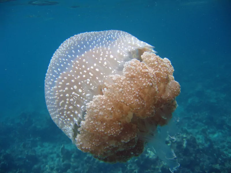 fv4zMxgx3mJc3OL616O0ITMjjCz5zAJm