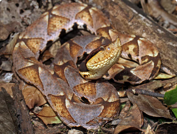 QrFgvKUWXThcmNUaUJQ-yujcikLpiJUe