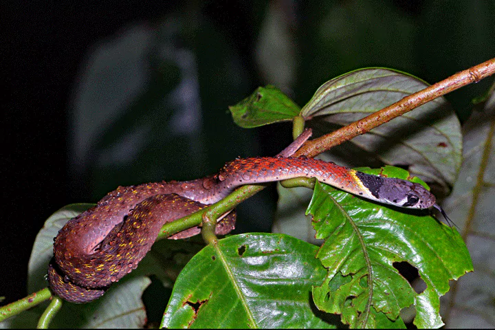 SIDwMQlJeyoWoqZgu3UvRZJEr_y1ntuF